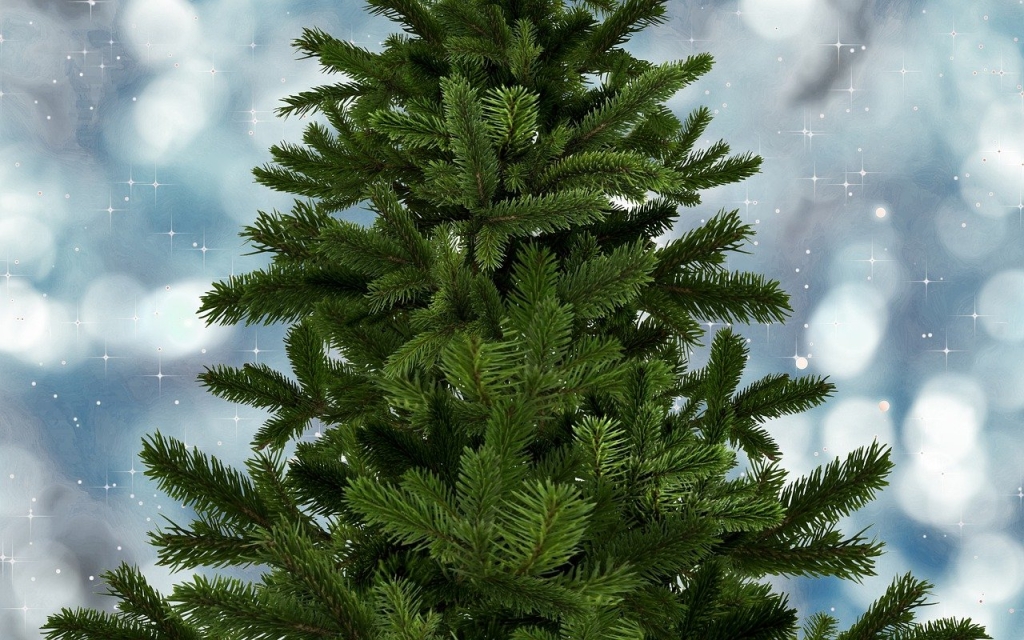 fir-tree-6706867_1280.jpg