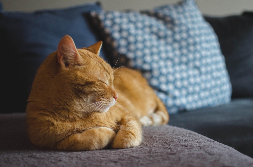 daga_roszkowska-cat-3059075_1280.jpg