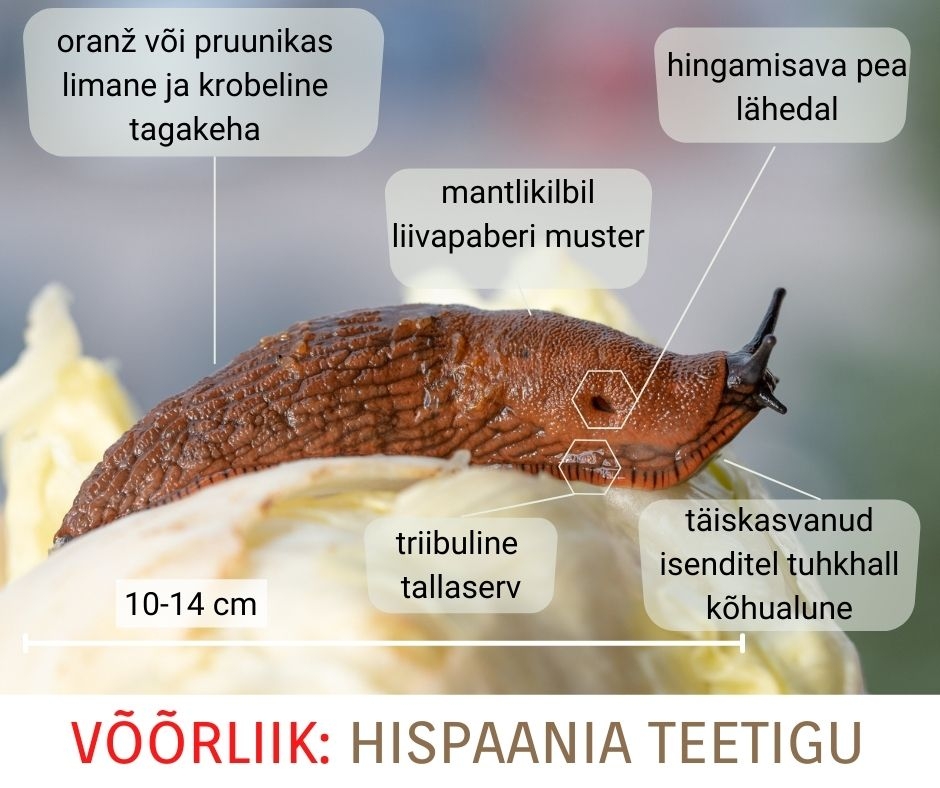 Hispaania teetigu.jpg